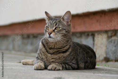 Gray striped kitten lying on the concrete © Natasa