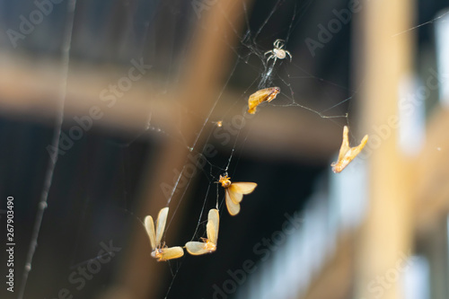 Spiders are eating prey.
