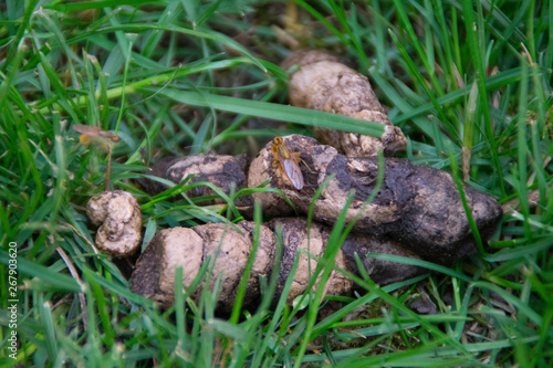 Dog poop in green grass - from above