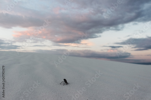 Darkling Beetle in pink desert sunset at White Sands National Park, New Mexico