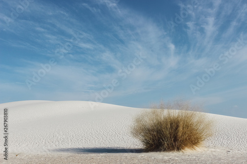 desert bush in white sand under the desert blue sky at White Sands National Park, New Mexico