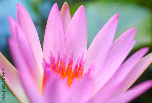 Close up of lotus blooming in macro style Budha and calm concept