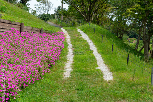 Landscape of Grass pathway with Beautiful Pink Petunia flowers (Petunia hybrida) in the garden.  In summertime with sunny day