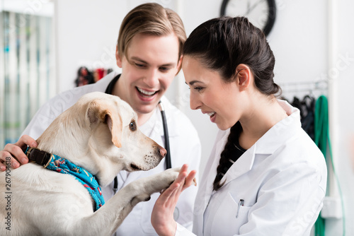 Dog giving handshake to a veterinarian
