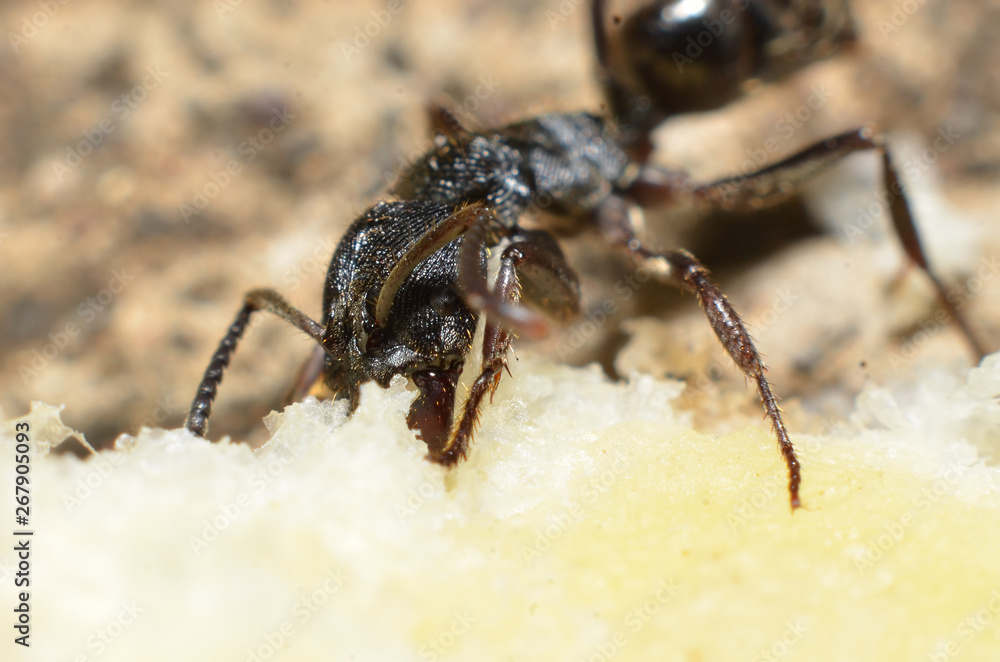 Black ants, with two antennas on the head, and two claws in the mouth