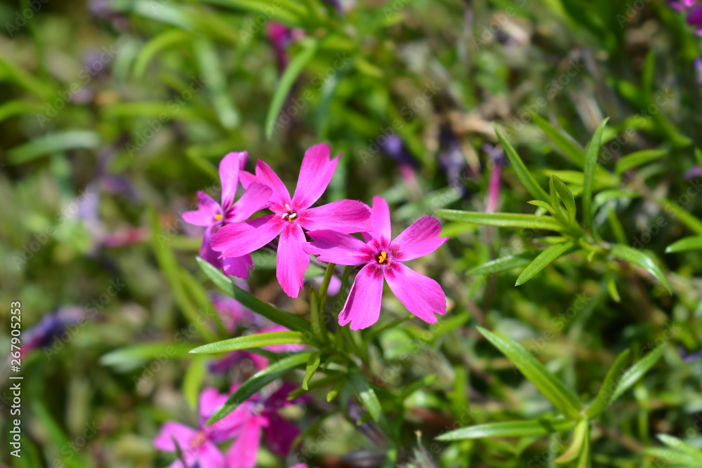 Creeping Phlox Atropurpurea Creeping Phlox Atropurpurea