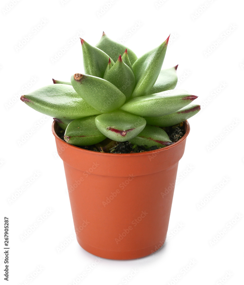 Succulent in pot on white background Succulent in pot on white background