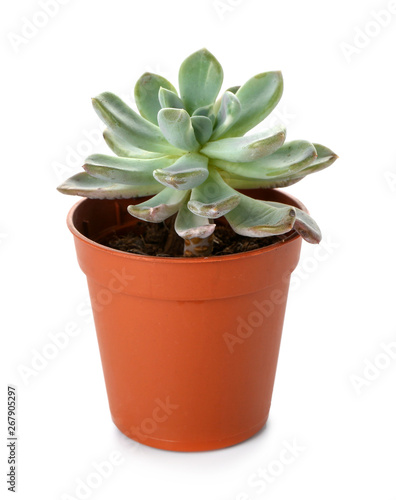 Succulent in pot on white background
