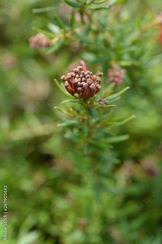 Rosemary grevillea Rosemary grevillea