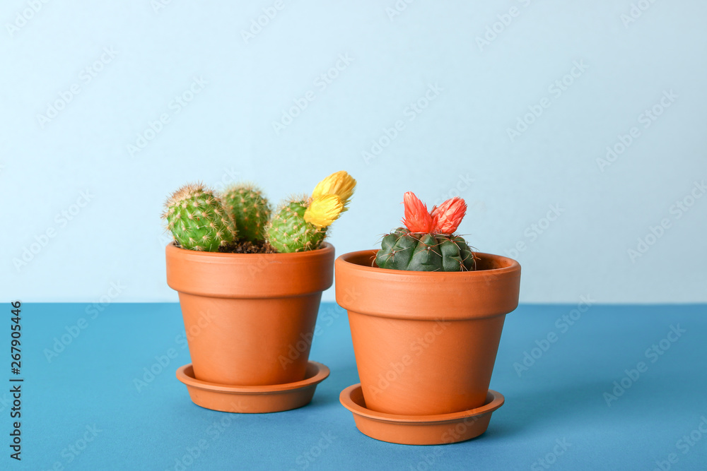 Pots with cacti on color table Pots with cacti on color table
