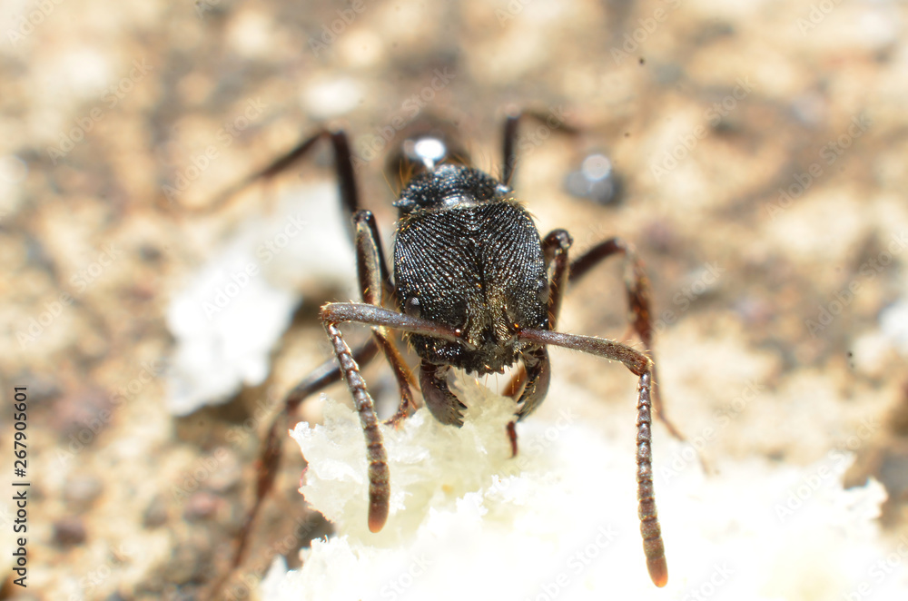 Black ants, with two antennas on the head, and two claws in the mouth Black ants, with two antennas on the head, and two claws in the mouth