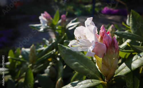 Opening of beautiful white flower of Rhododendron  Cunningham s White  in the spring garden