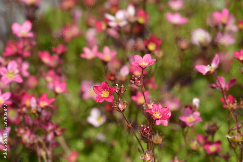 Saxifrage Peter Pan