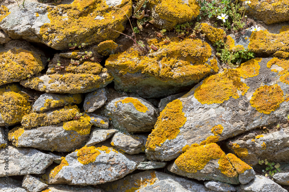 The background old gray stony wall with yellow moss