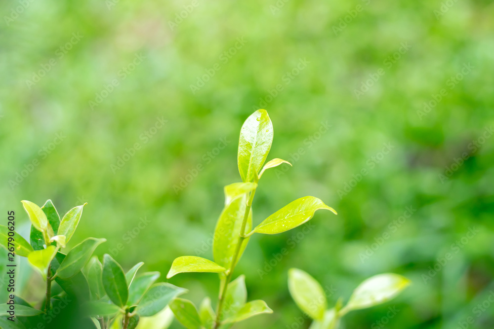 lily of the valley lily of the valley