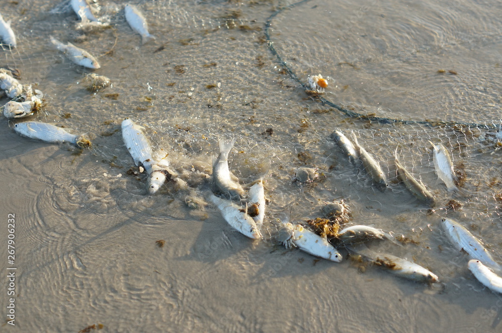 Fototapeta premium fish