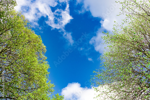 background . blue sky with clouds. tree branches .