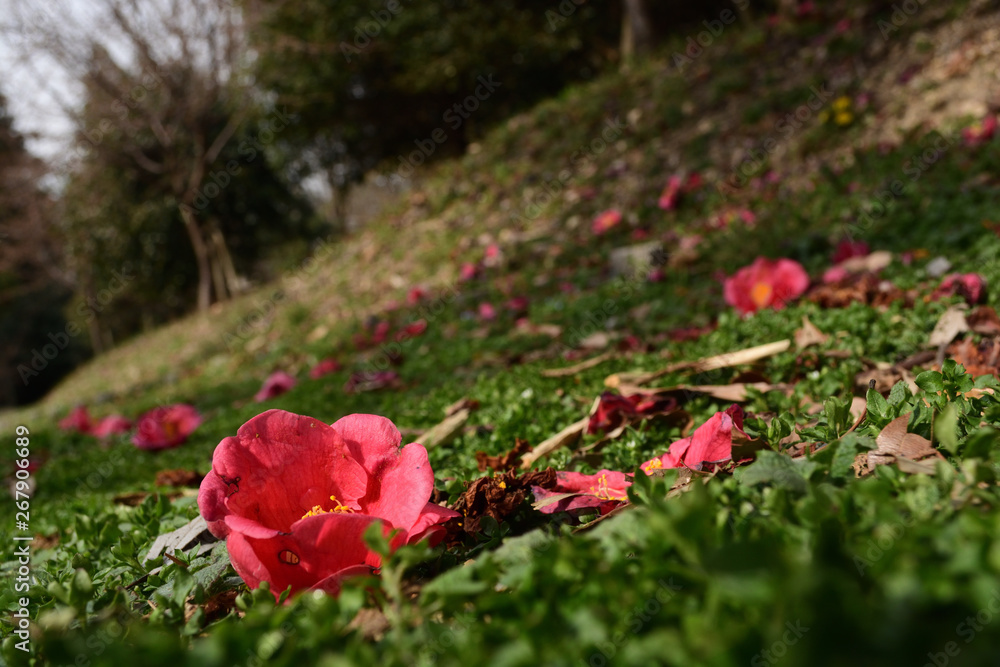 Fallen red camellia flowers and green grass in the early spring.