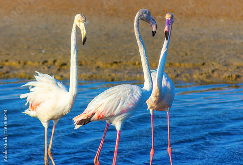 love triangle of pink flamingos in the sea lagoon
