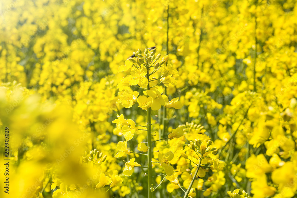 Rapeseed flowers on field. Blooming canola flowers. Rapeseed flowers on field. Blooming canola flowers.