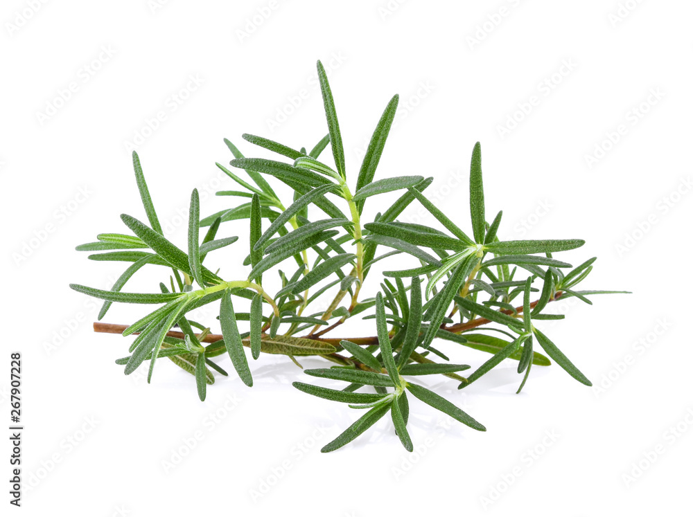 Rosemary isolated on white background Rosemary isolated on white background