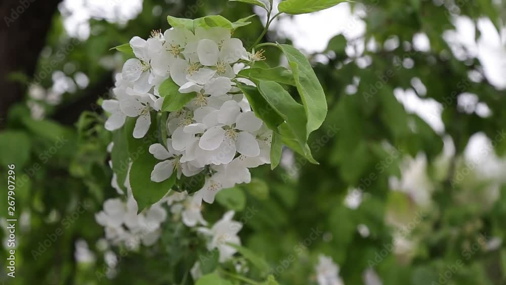 closeup, april, flowers on an apple tree closeup, april, flowers on an apple tree