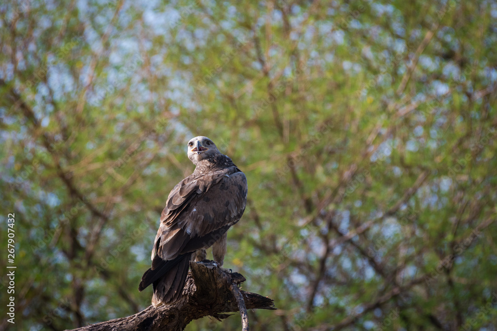 A bird of prey Tawny eagle or Aquila rapax portrait in a green background at tal chappar blackbuck sanctuary, churu, rajasthan, India A bird of prey Tawny eagle or Aquila rapax portrait in a green background at tal chappar blackbuck sanctuary, churu, rajasthan, India