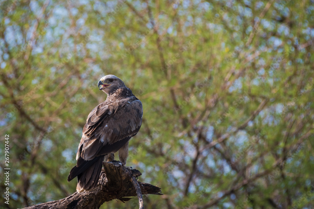 A bird of prey Tawny eagle or Aquila rapax portrait in a green background at tal chappar blackbuck sanctuary, churu, rajasthan, India A bird of prey Tawny eagle or Aquila rapax portrait in a green background at tal chappar blackbuck sanctuary, churu, rajasthan, India