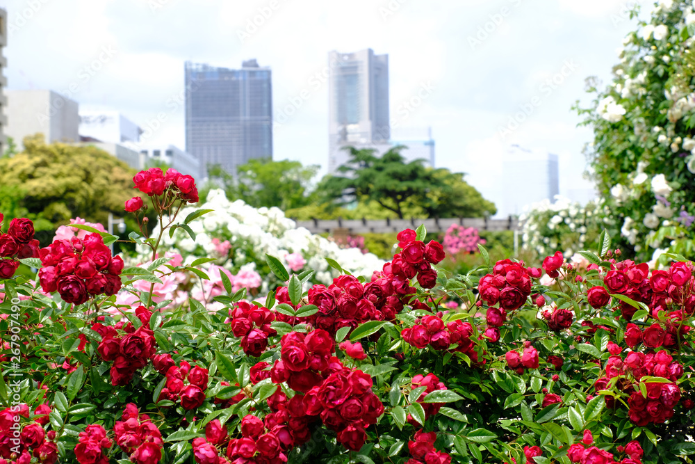 rose flowers in Yokohama