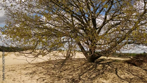 Erosion due to overgrazing with desertification as result photo