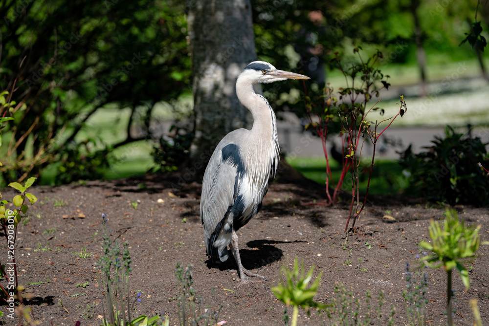 Fototapeta premium great blue heron on the grass and flowers