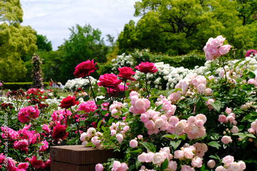 Fototapeta Naklejka Na Ścianę i Meble -  rose flower garden