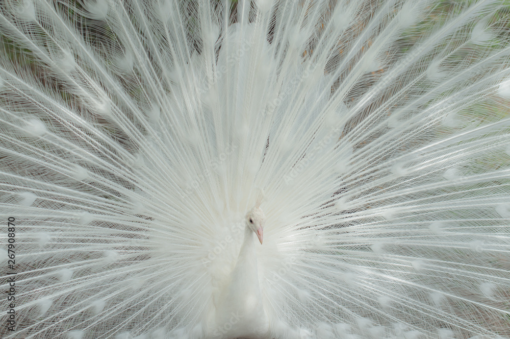 A splendid white peacock with its fan luxurious tail