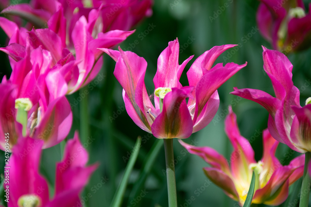 Naklejka premium beautiful flowers of the daisy