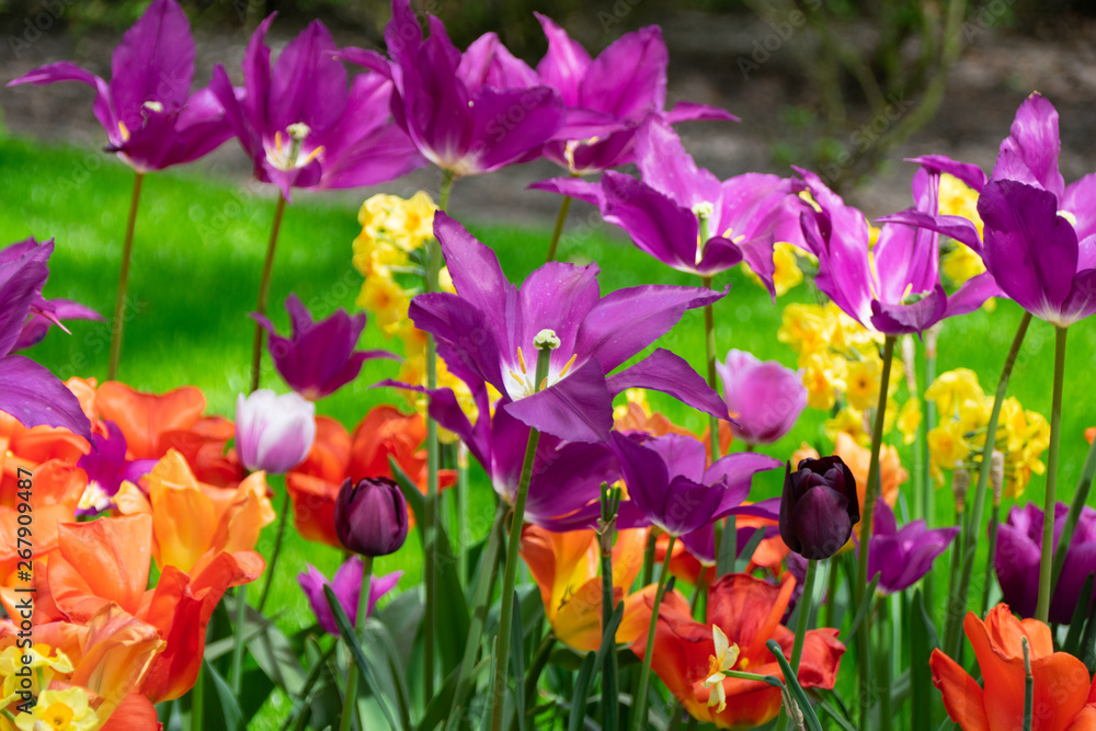 Fototapeta premium beautiful flowers