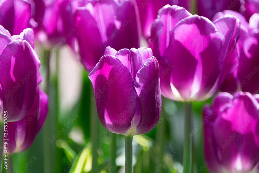 Obraz premium beautiful red and red tulips in the park