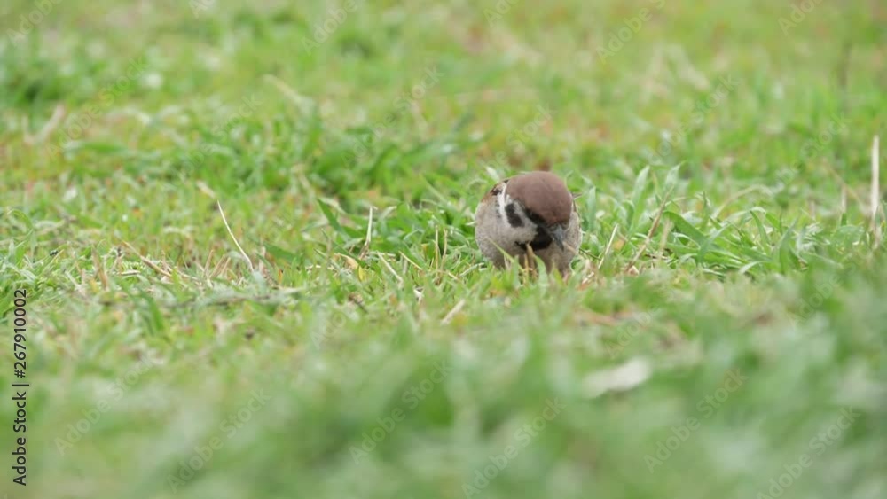 Little sparrow jumping and scavenging insects in lawn is spring in slo-mo Little sparrow jumping and scavenging insects in lawn is spring in slo-mo