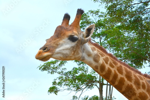 Giraffe close-up photography. Giraffe standing neck.
