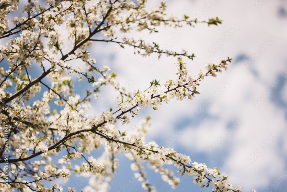 White branches of a flowering Apple tree against the blue sky. Flowering garden trees in the spring. White branches of a flowering Apple tree against the blue sky. Flowering garden trees in the spring.