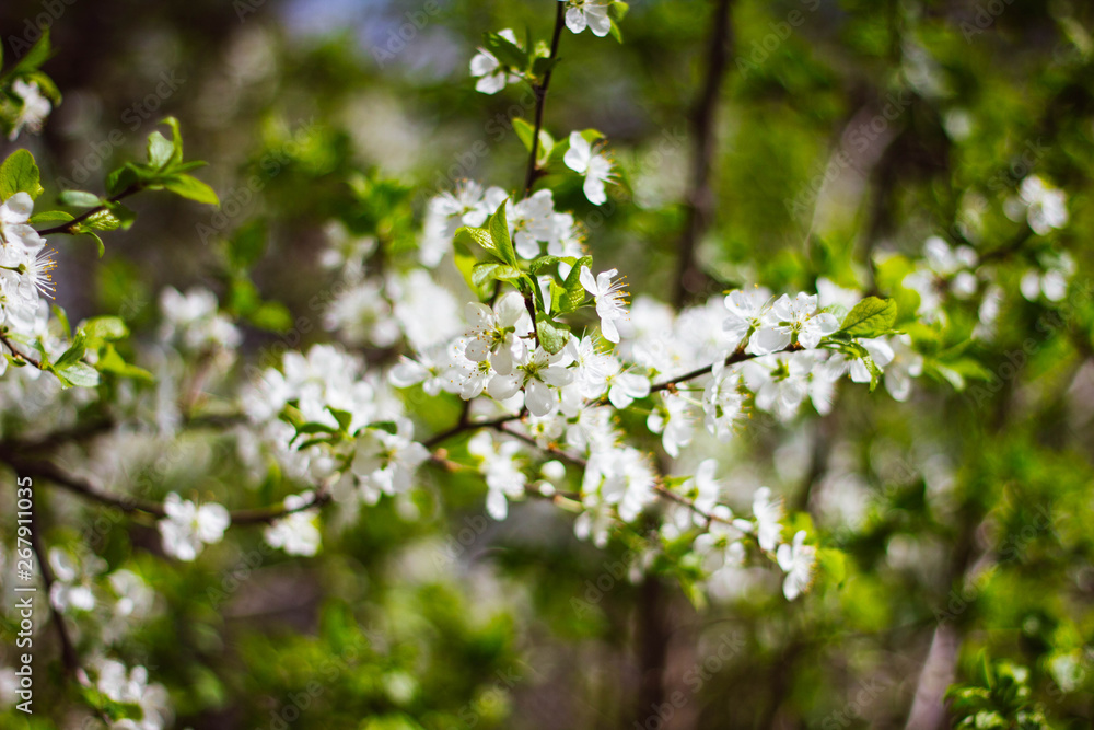 A branch of a white flowering Apple tree on a background of green foliage. Close up. Flowering garden trees in the spring. A branch of a white flowering Apple tree on a background of green foliage. Close up. Flowering garden trees in the spring.