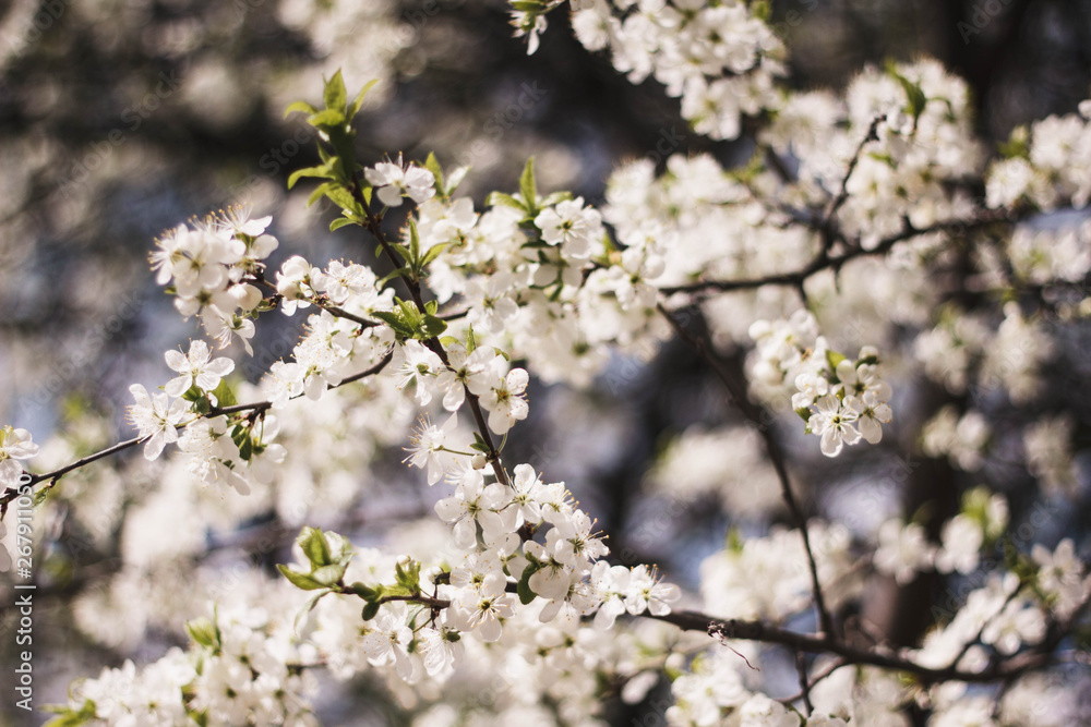 White branches of a flowering Apple tree against the blue sky. Flowering garden trees in the spring. White branches of a flowering Apple tree against the blue sky. Flowering garden trees in the spring.