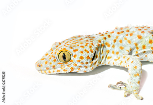  Gecko, isolated on white background
