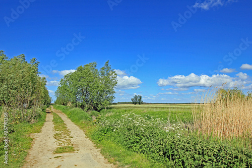 Auenlandschaft an der Unterelbe (Niedrigwasser) photo