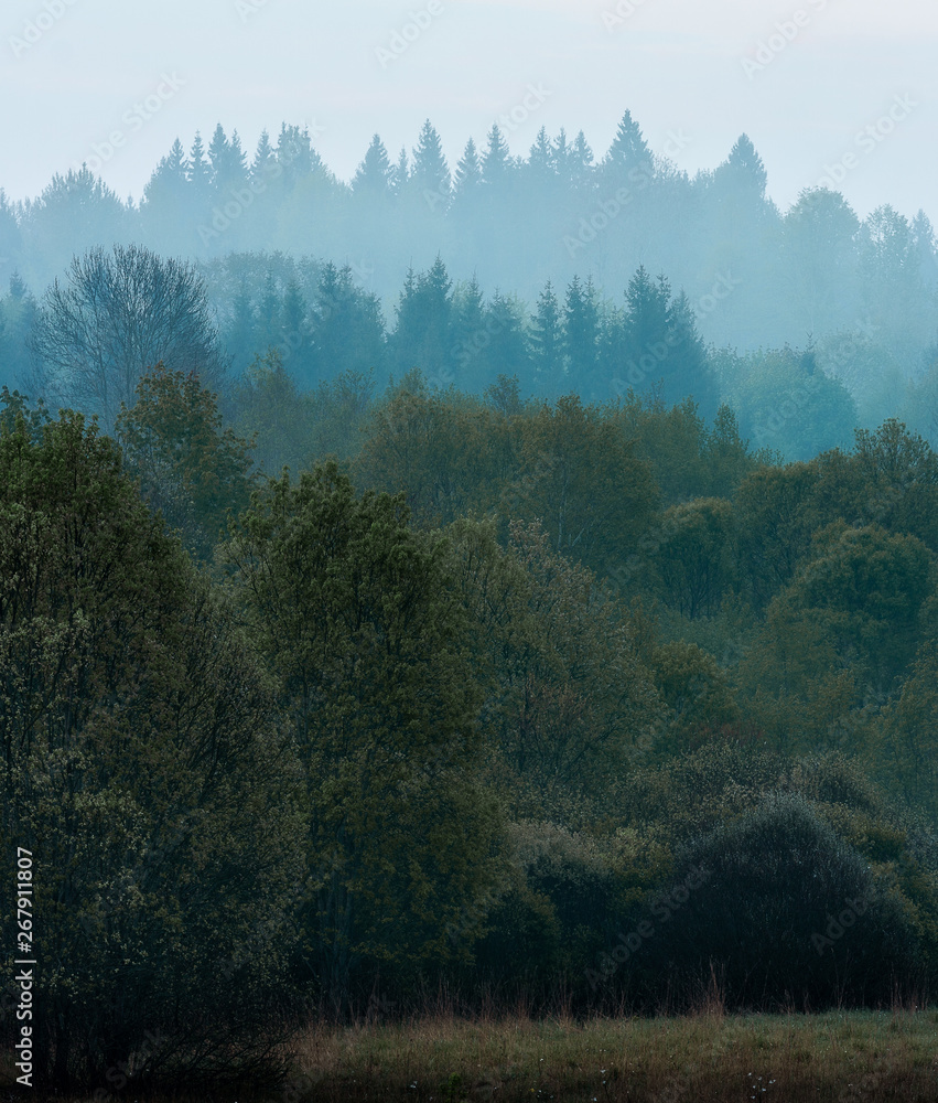 Naklejka premium misty forest