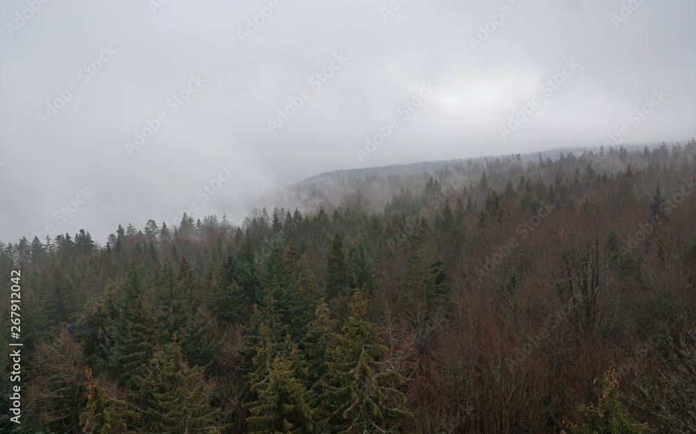 Baumwipfelpfad in bad wildbad im Schwarzwald 