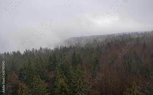 Baumwipfelpfad in bad wildbad im Schwarzwald 