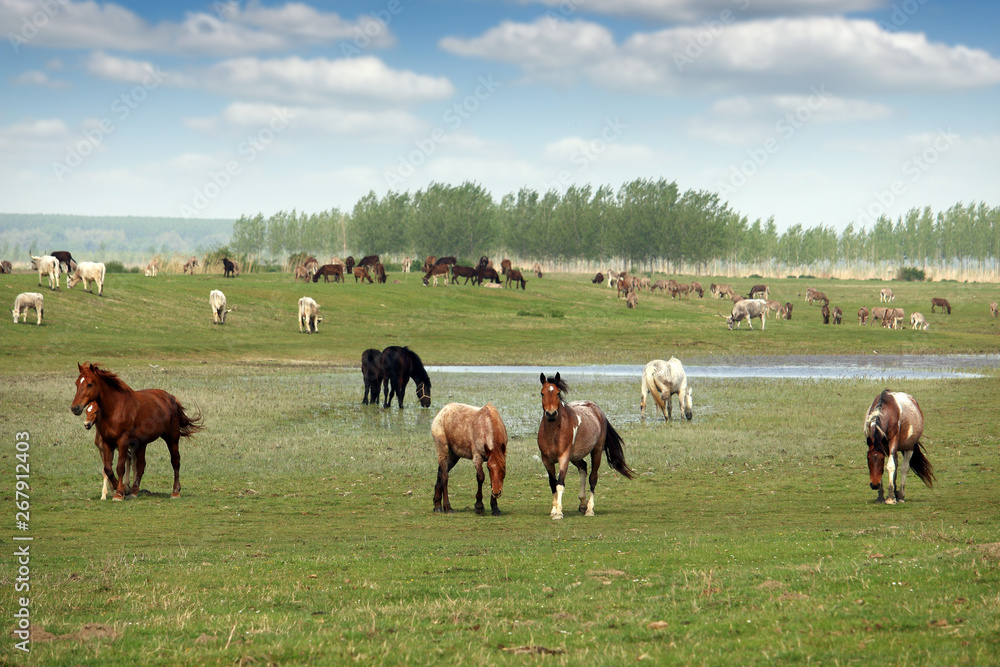 herd of horses on the pasture landscape