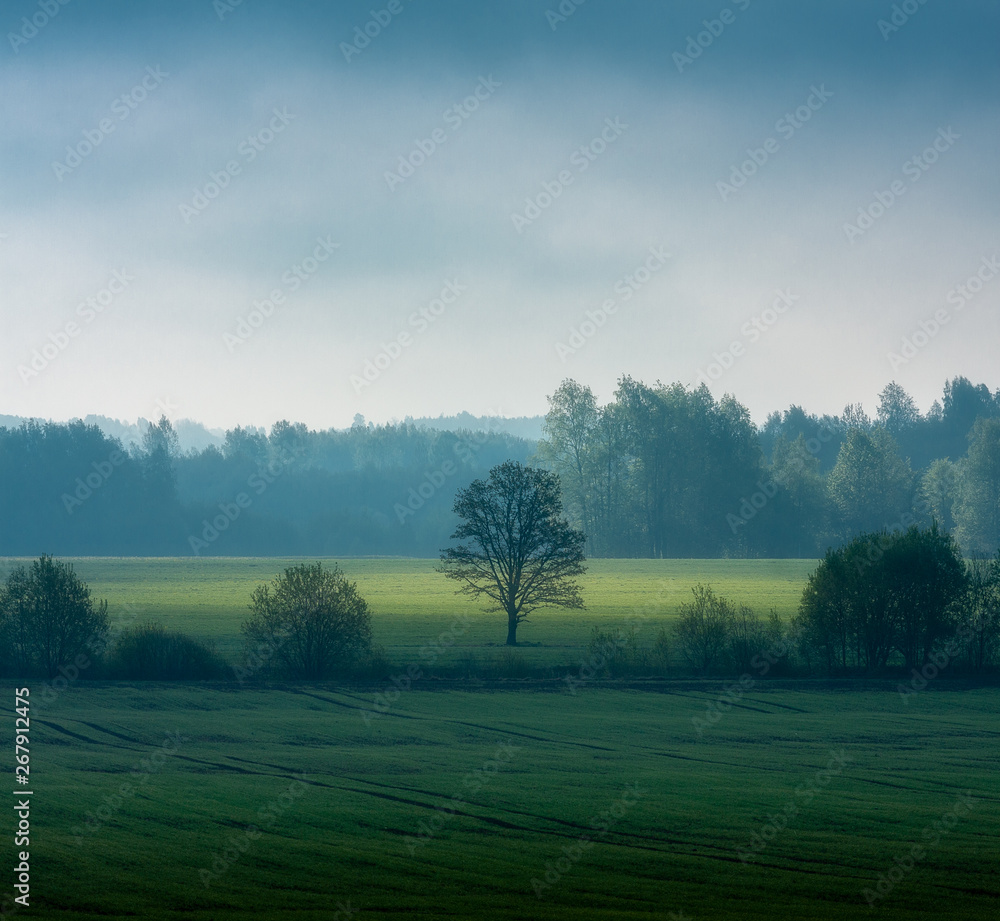 Fototapeta premium beautiful spring landscape view