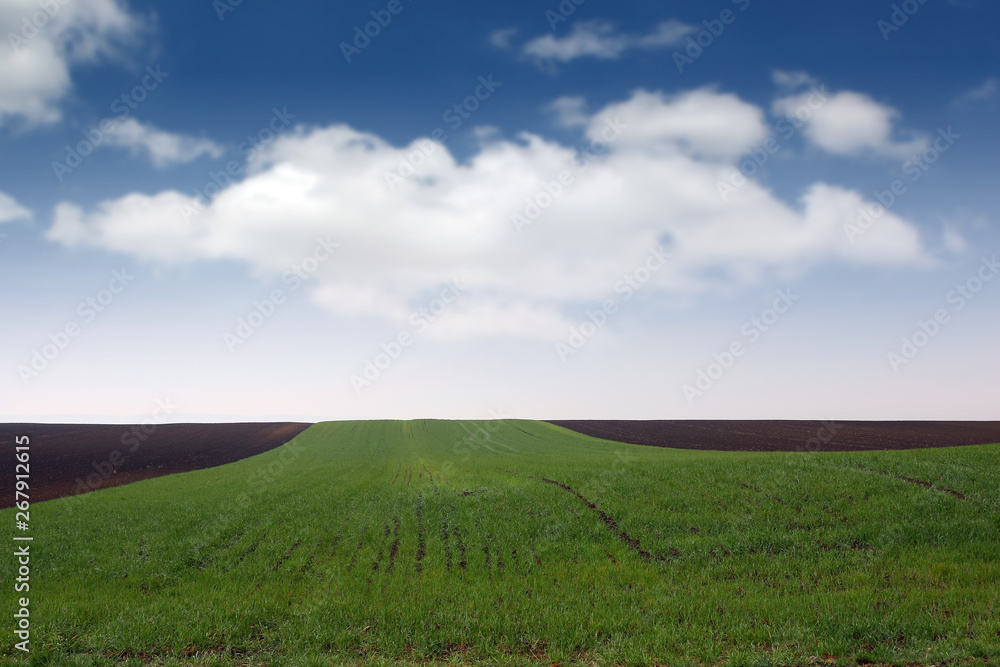 Plowed and green wheat field in spring landscape agriculture