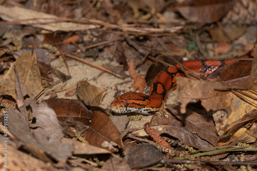 Corn Snake on the North Carolina Coast Corn Snake on the North Carolina Coast